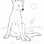 Coyote