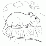 Ratto