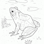 Rana nel lago