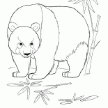 Panda nella giungla