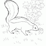Skunk cerca di cibo