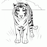Tiger nel deserto