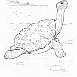 Tartaruga di fronte al mare