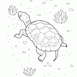 Turtle on the Beach