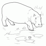 Hippo entra nel corpo idrico