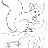 Scoiattolo in possesso di un dado