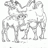 Cammelli nel deserto