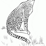 Cheetah sulla caccia