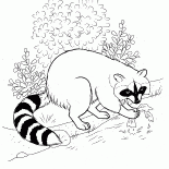 Raccoon trovato il cibo