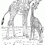 Giraffe in Africa
