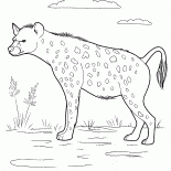 Hyena sulla caccia
