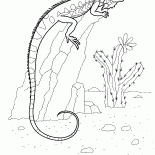 Iguana su una roccia
