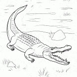 Crocodile è venuto a terra