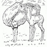 Llamas nel deserto