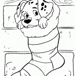 Dalmata
