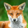 Animali