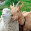 Pecore e capre