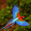 Uccelli