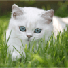 Gatti