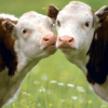Animali domestici