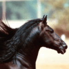 Cavalli