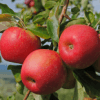 Foglie e frutti