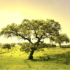 Alberi