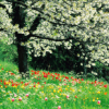 Stagioni: Primavera